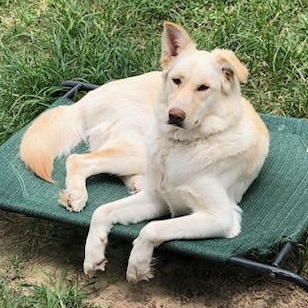 Enlarge Autumn, a Adoptable mixed breed in Cypress, TX image 1/4