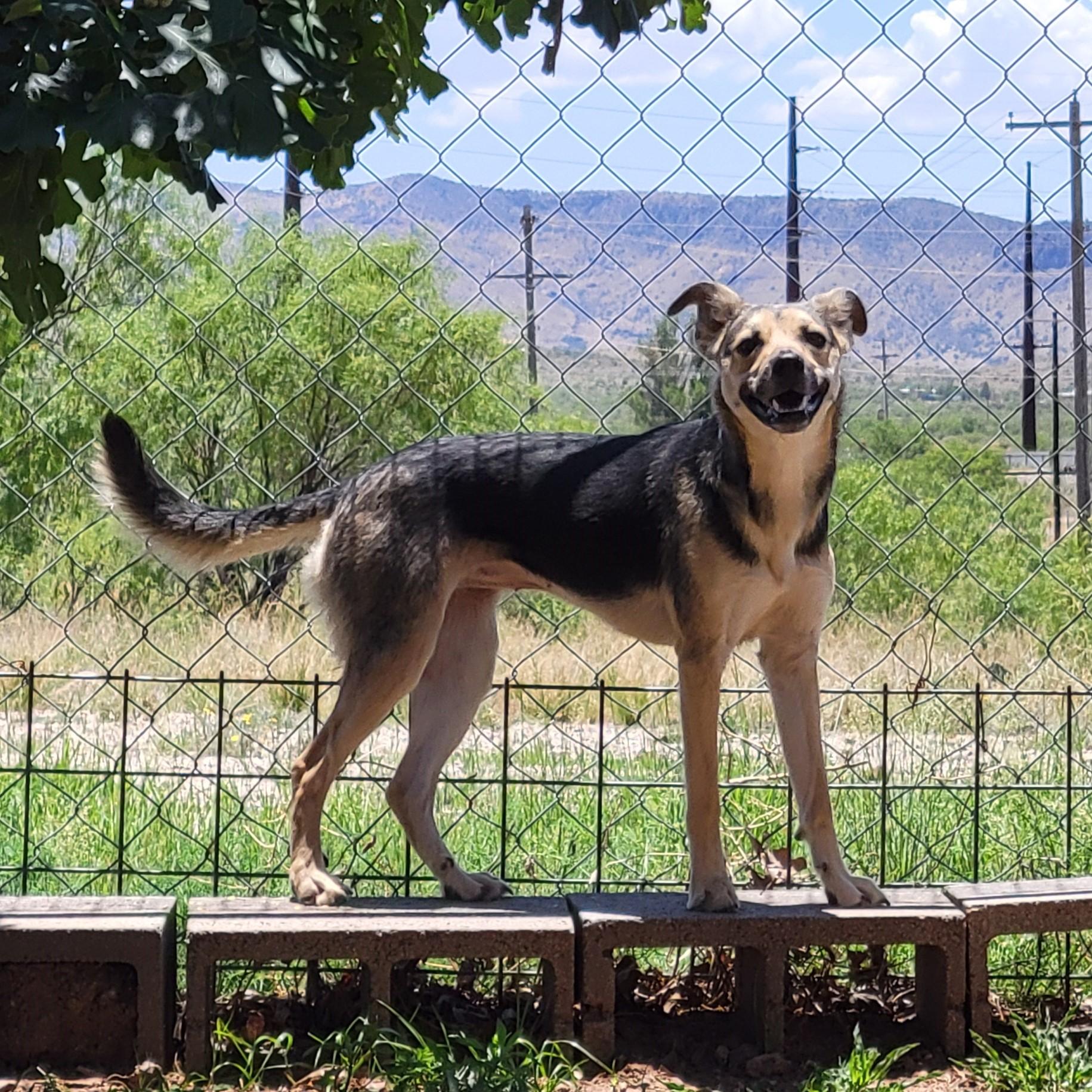 Sugar, a ADOPTABLE mixed breed in ALPINE, TX image 2/4
