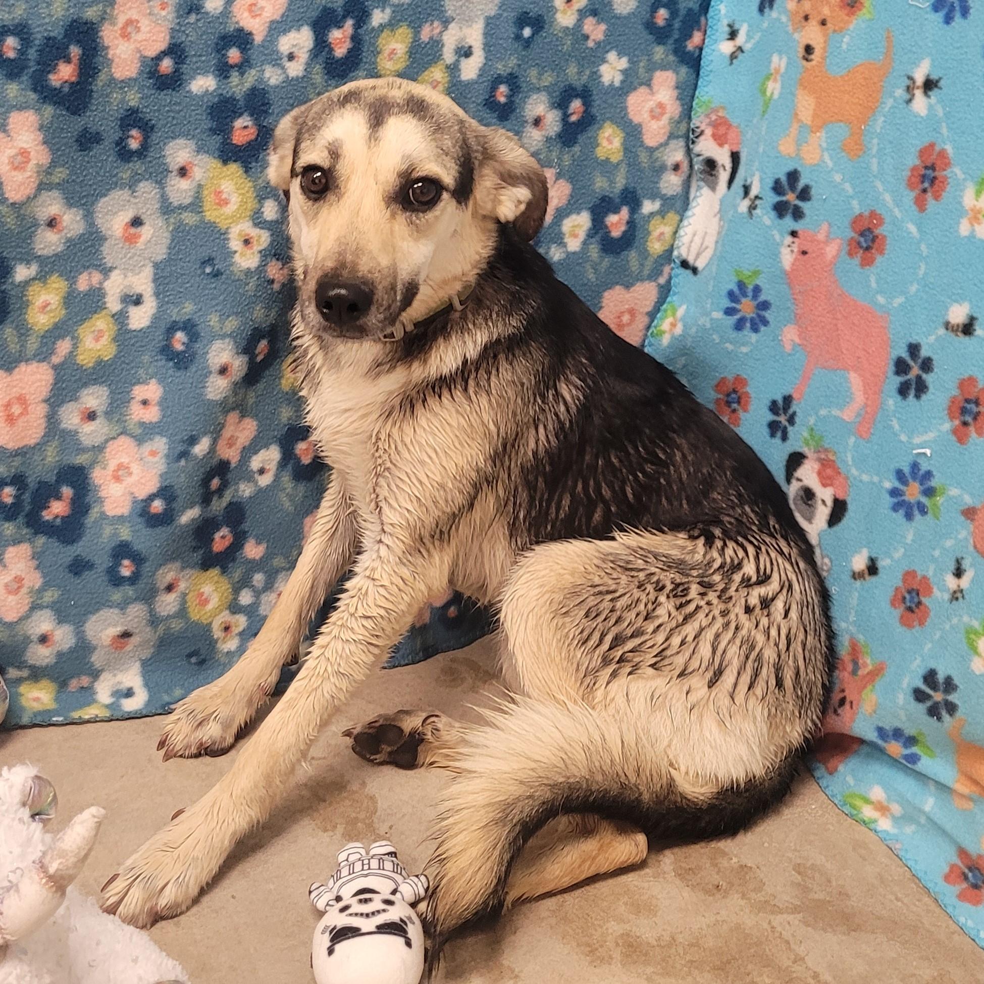 Enlarge Sugar, a ADOPTABLE mixed breed in ALPINE, TX image 3/4
