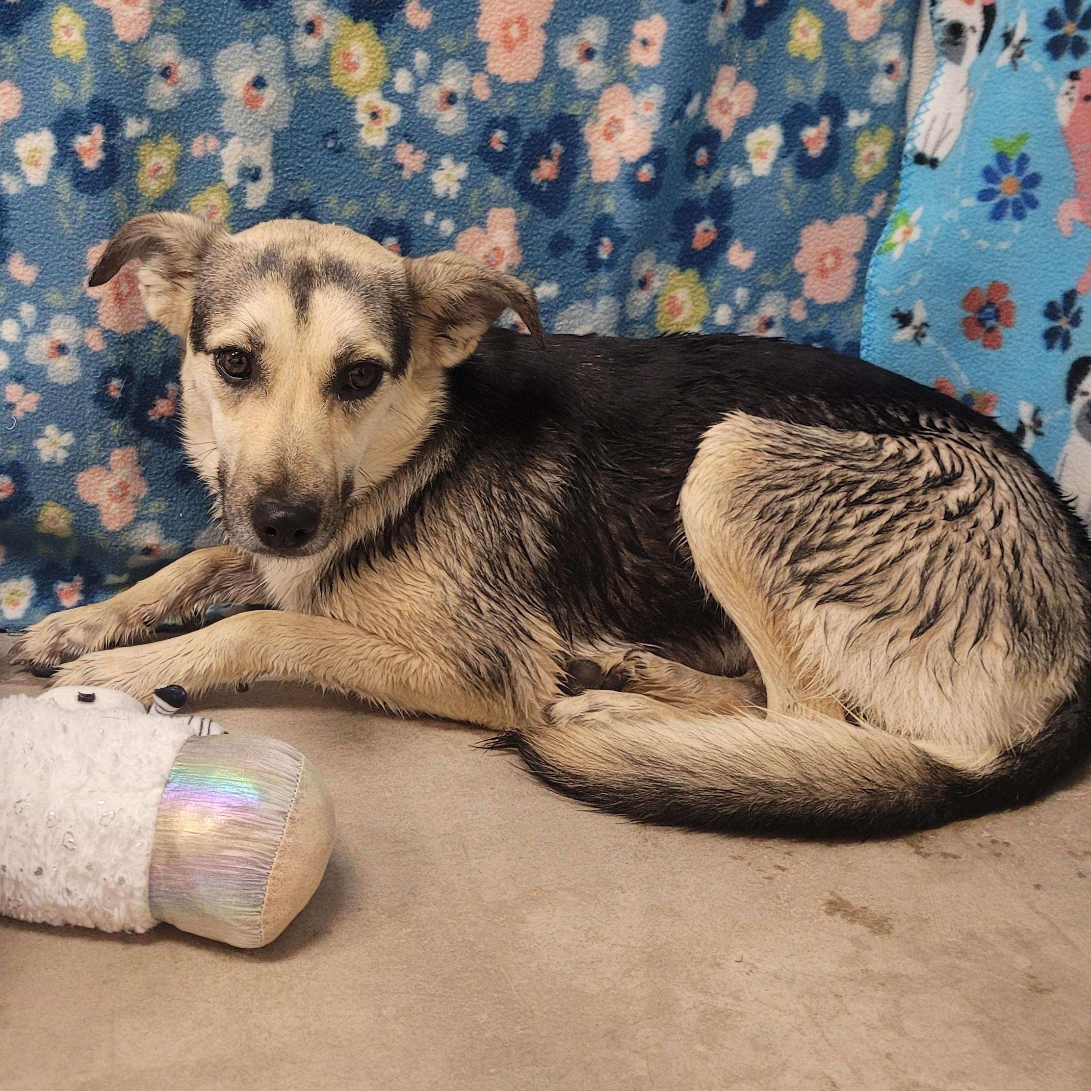 Enlarge Sugar, a ADOPTABLE mixed breed in ALPINE, TX image 2/4