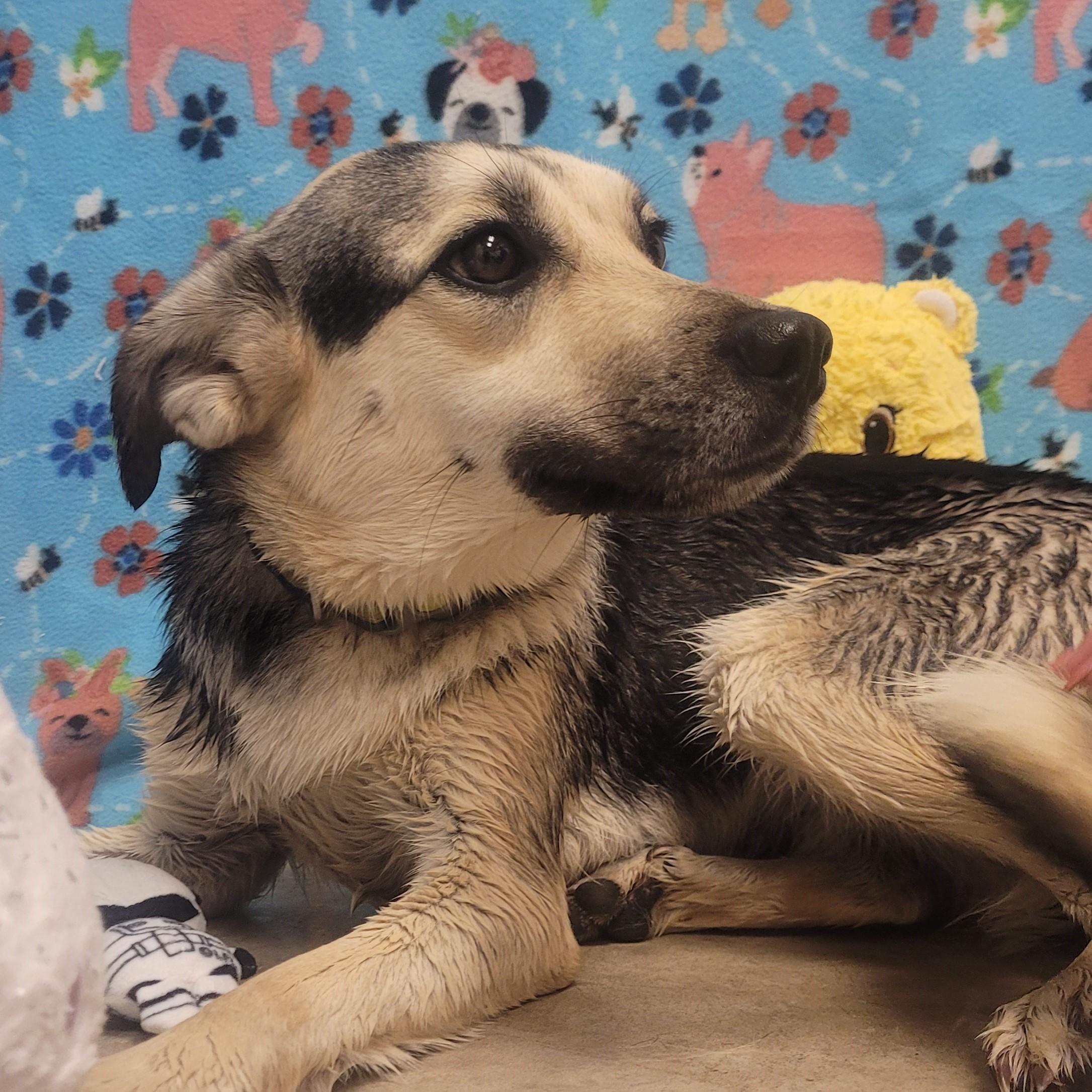 Enlarge Sugar, a ADOPTABLE mixed breed in ALPINE, TX image 4/4