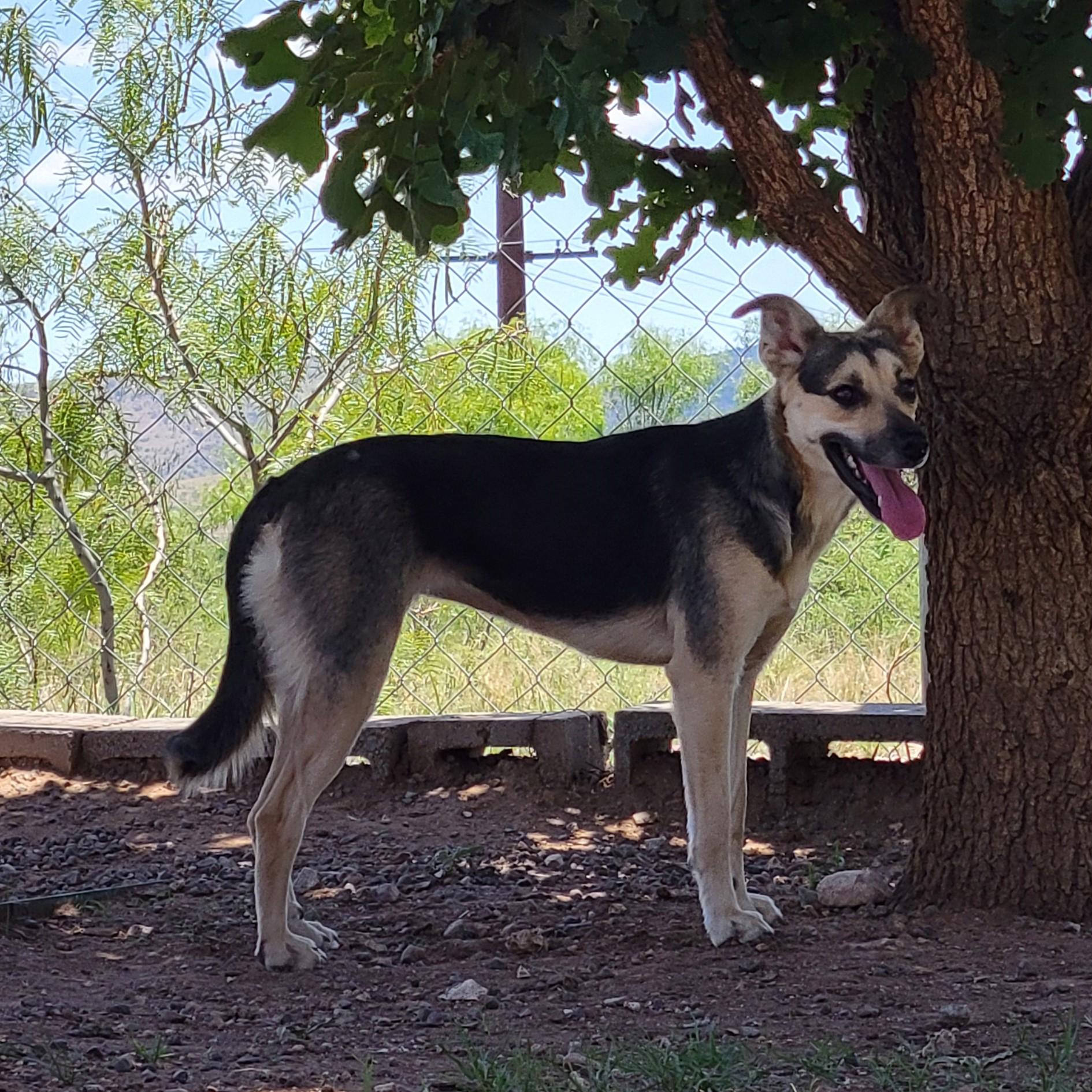 Sugar, a ADOPTABLE mixed breed in ALPINE, TX image 4/4