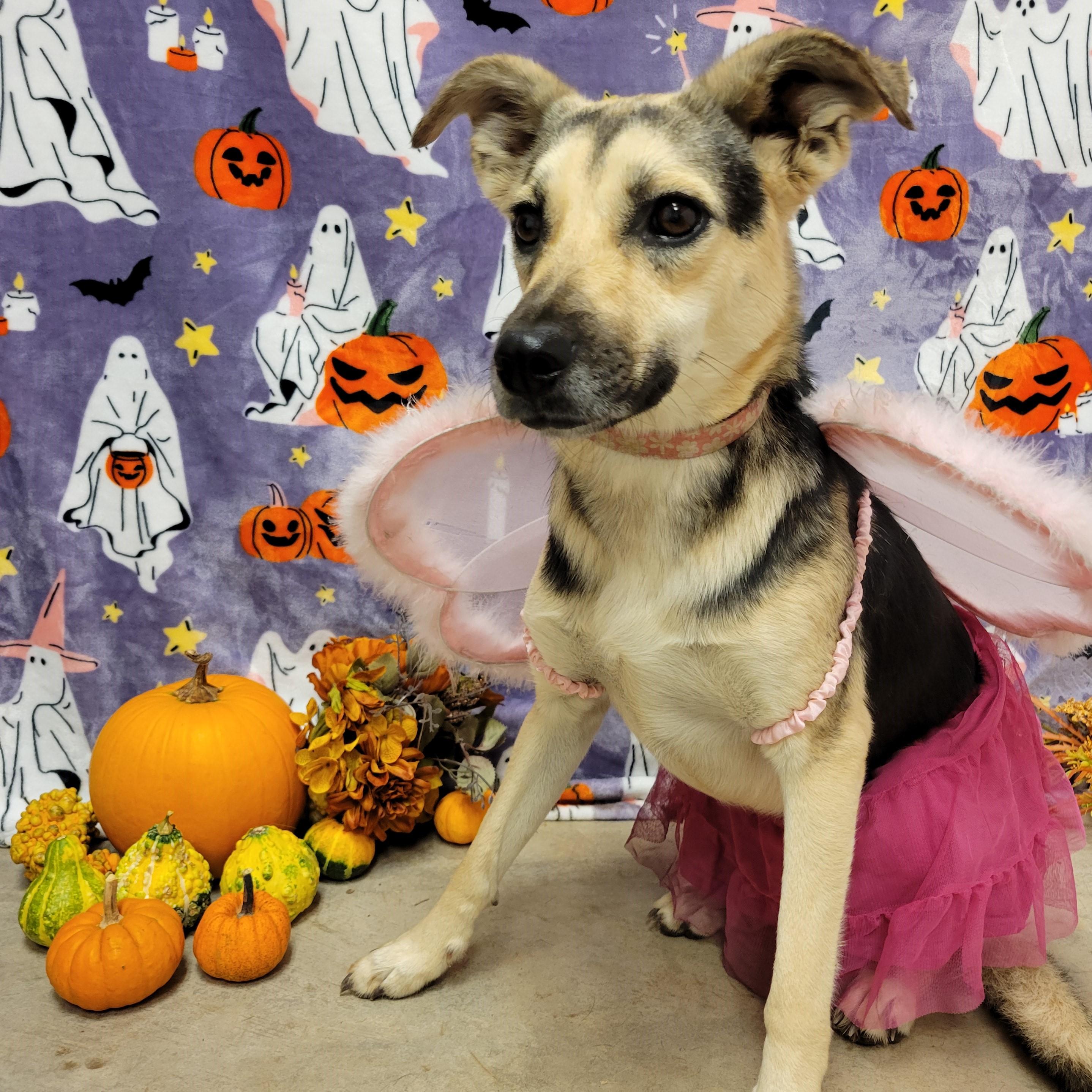 Enlarge Sugar, a Adoptable mixed breed in ALPINE, TX image 2/6