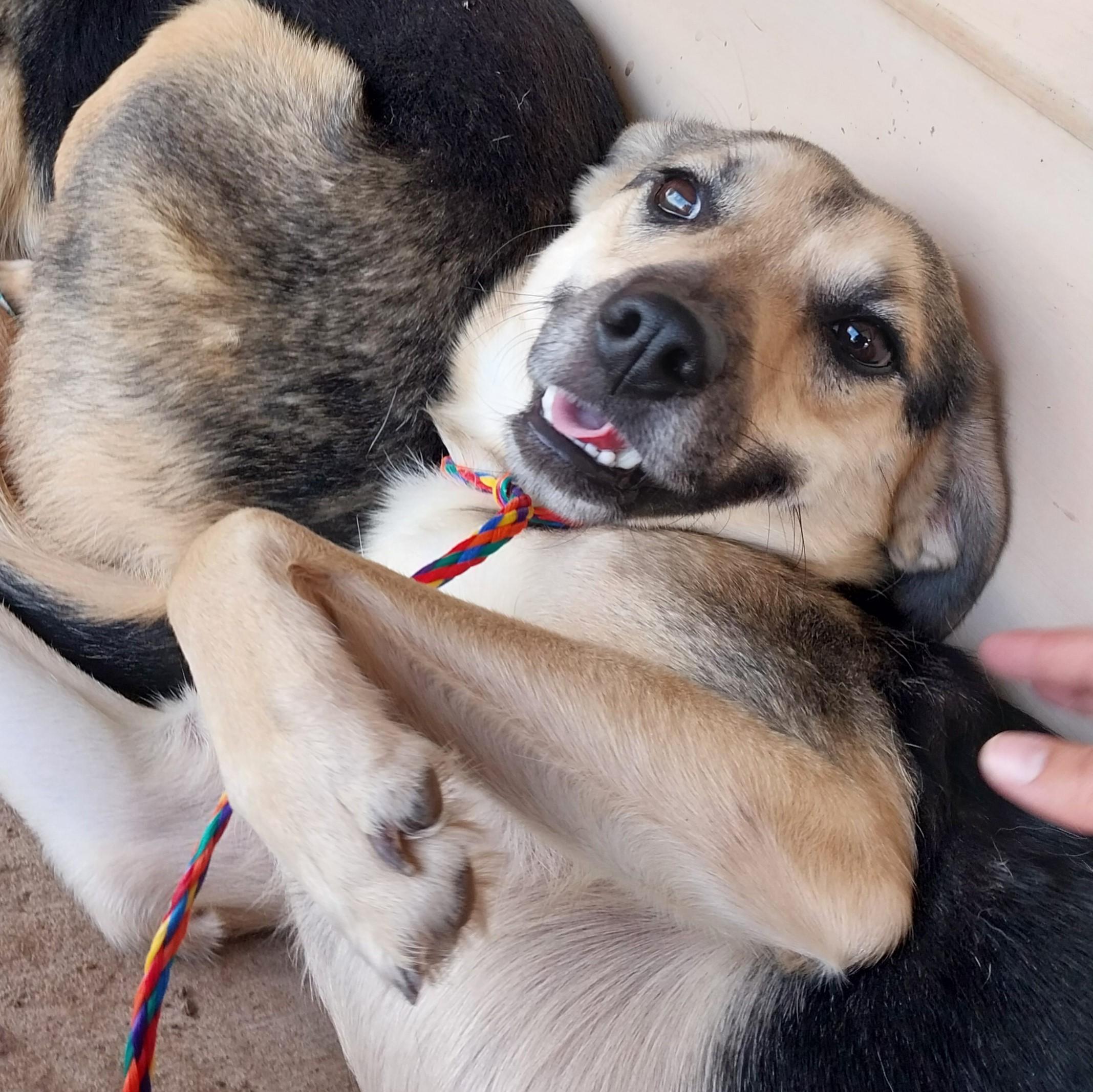 Sugar, ADOPTABLE, Adult Female Shepherd.