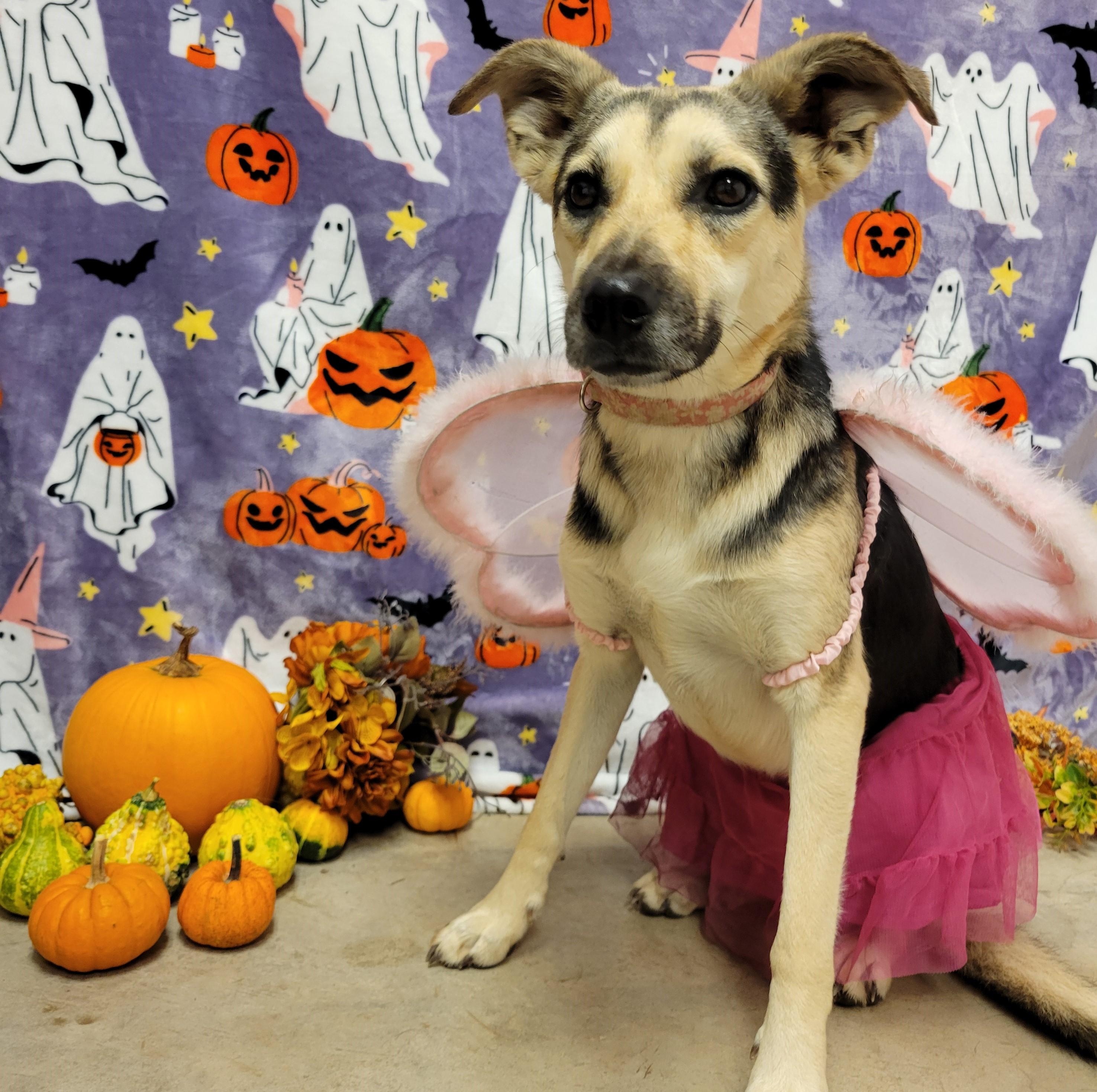 Enlarge Sugar, a Adoptable mixed breed in ALPINE, TX image 1/6