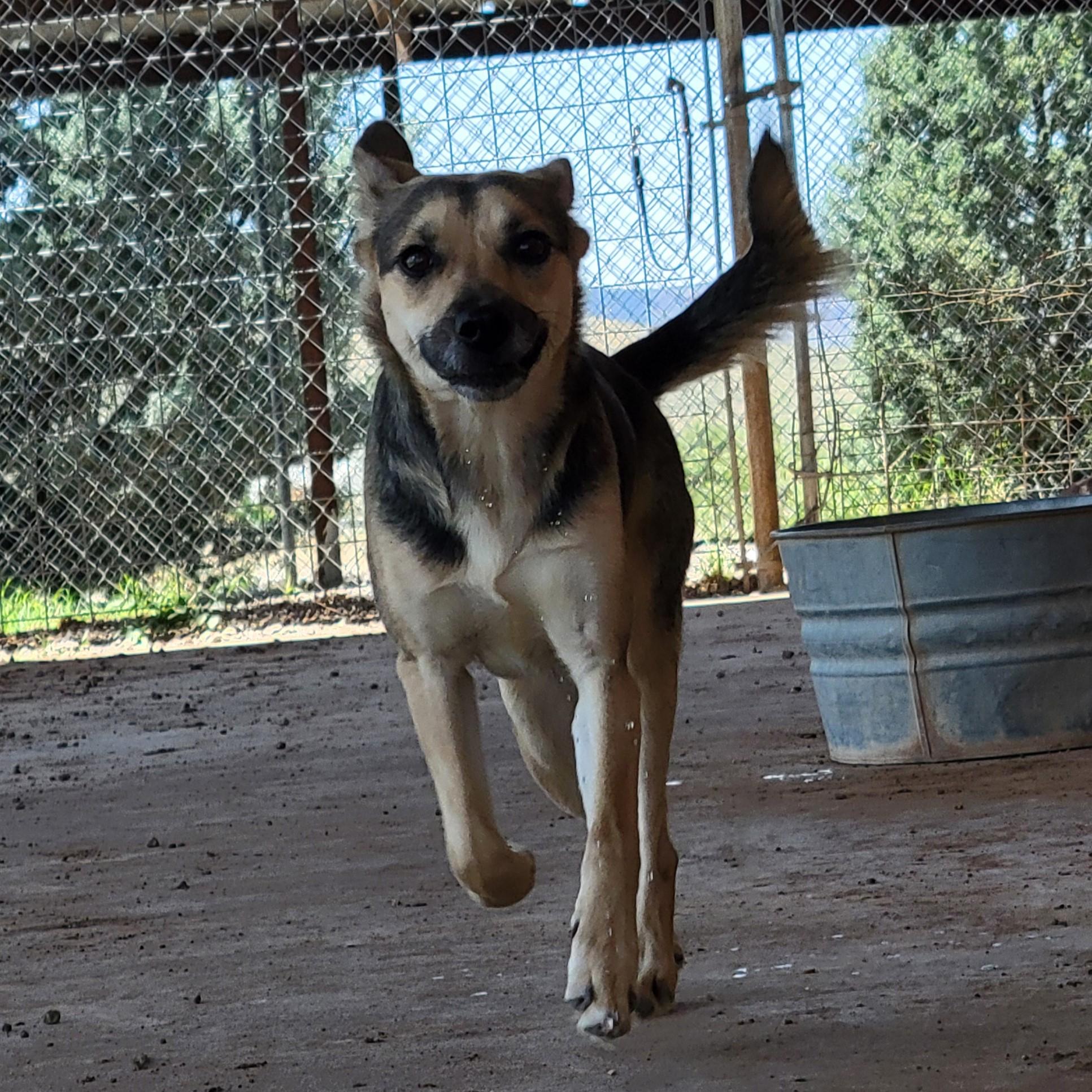 Sugar, a ADOPTABLE mixed breed in ALPINE, TX image 3/4