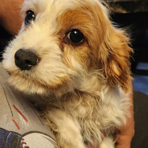 Hank (#403), Adopted, Puppy Male Cavalier King Charles Spaniel & Bichon Frise.