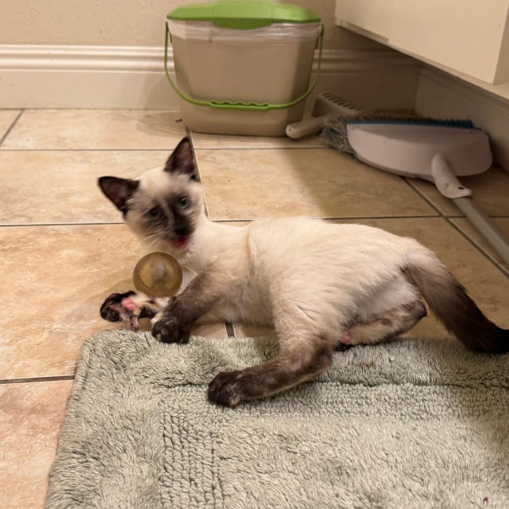 Enlarge Holly, a Adoptable Siamese in Agoura Hills, CA image 1/2