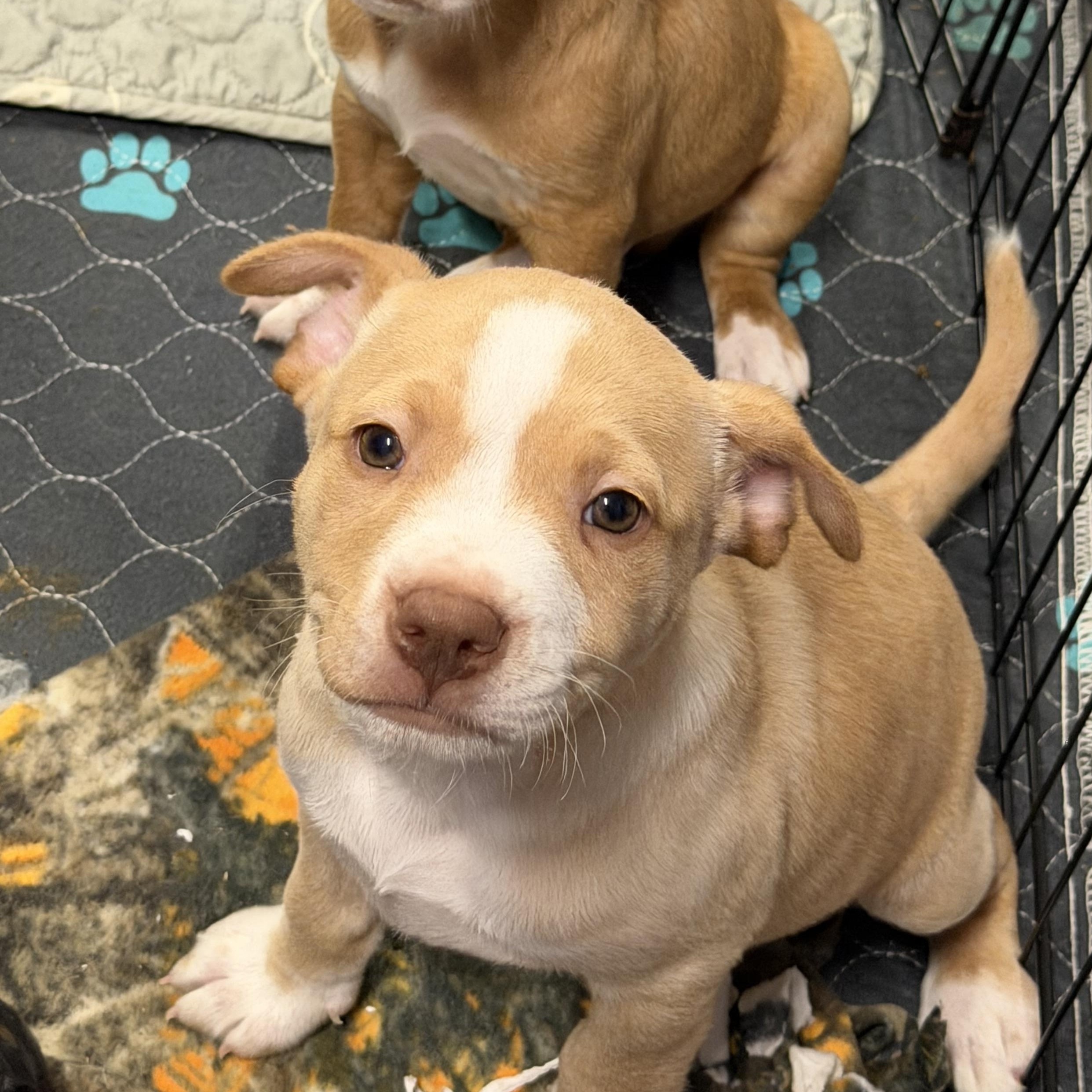 Enlarge Gordo, an adopted American Staffordshire Terrier in Bettendorf, IA image 4/5