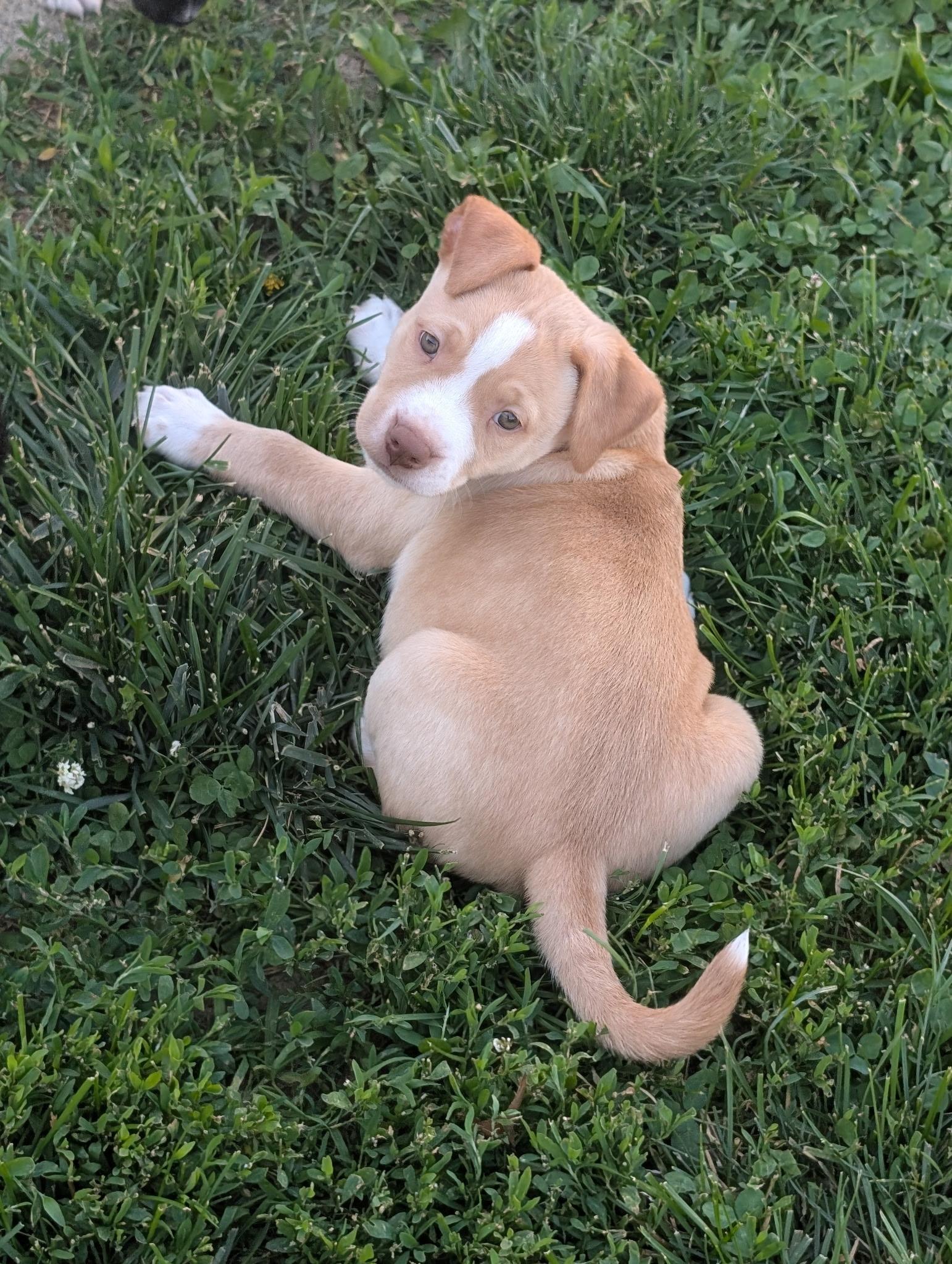Gordo, adopted, Puppy Male American Staffordshire Terrier.