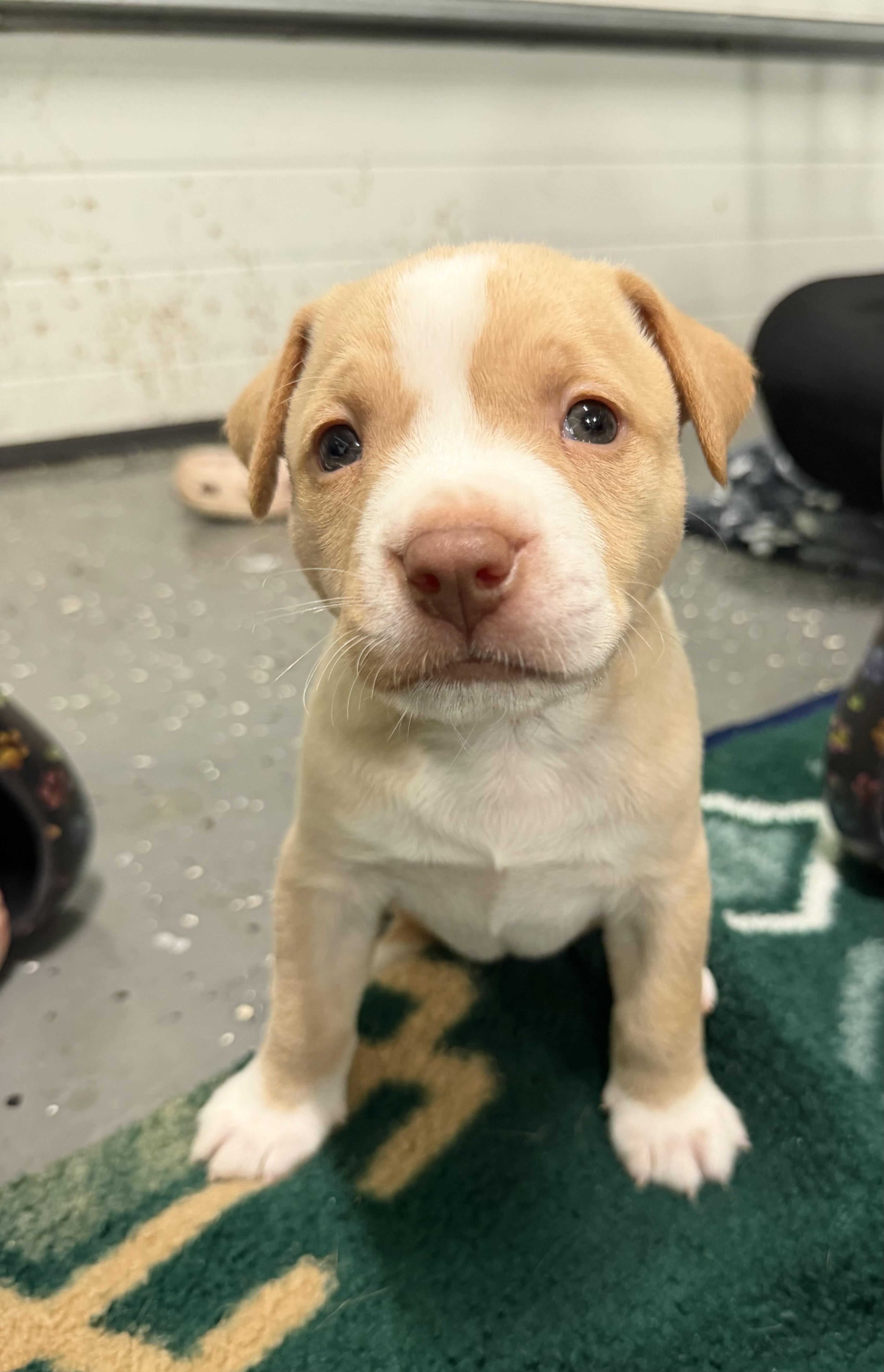 Enlarge Gordo, an adopted American Staffordshire Terrier in Bettendorf, IA image 2/5