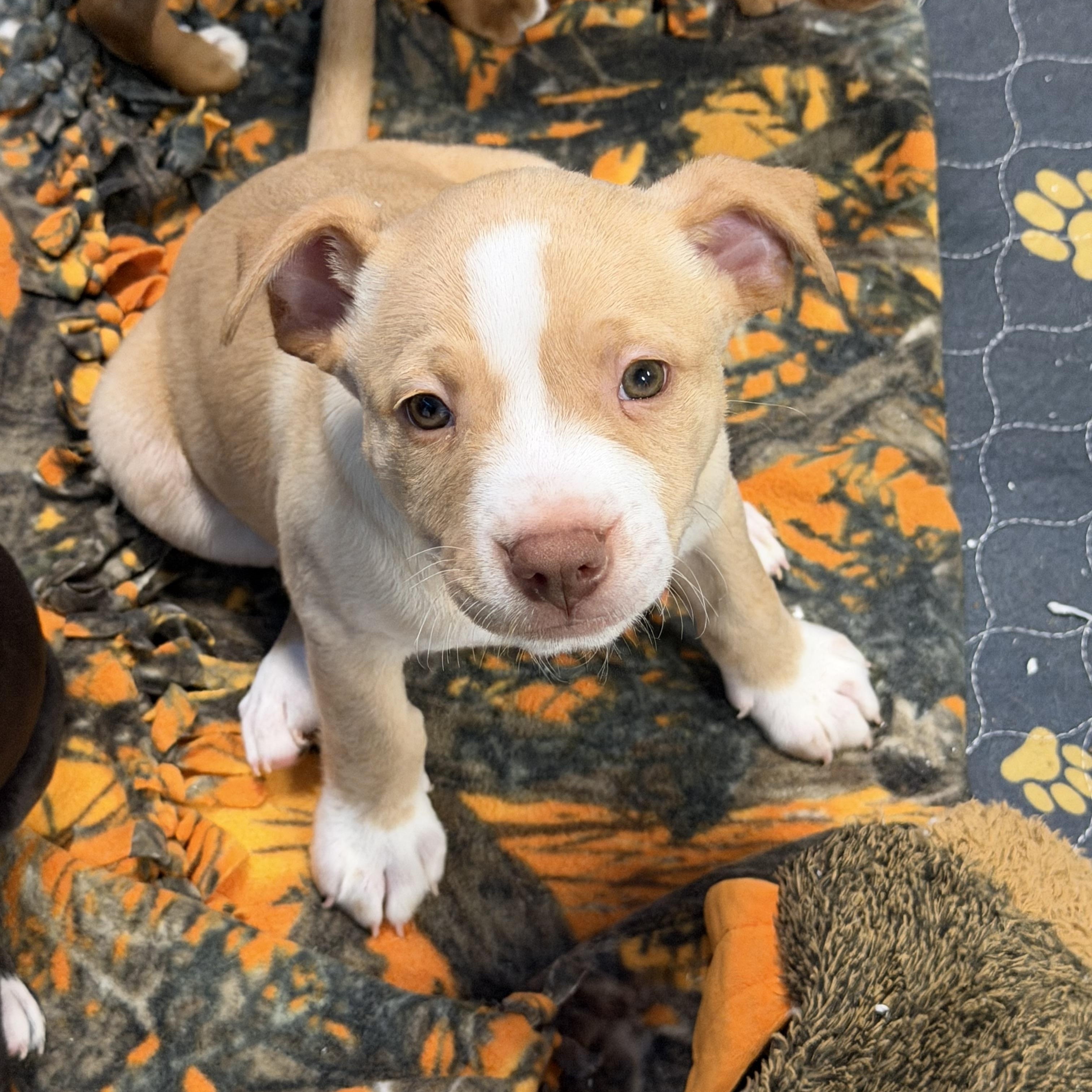 Enlarge Gordo, an adopted American Staffordshire Terrier in Bettendorf, IA image 3/5