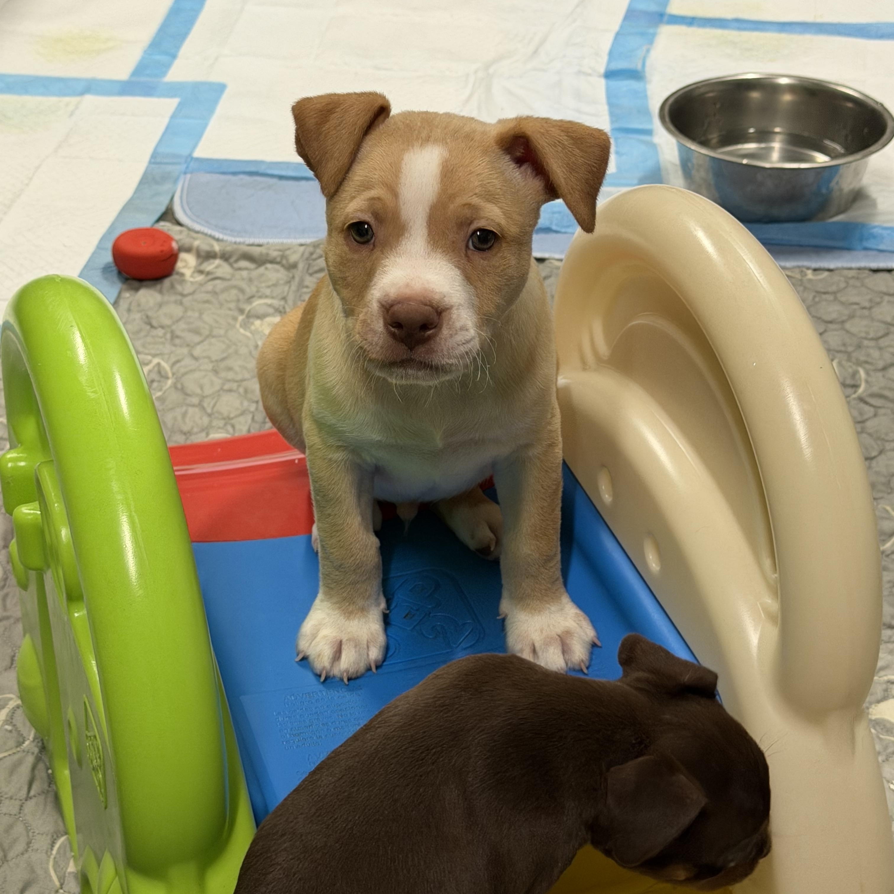 Enlarge Gordo, an adopted American Staffordshire Terrier in Bettendorf, IA image 5/5