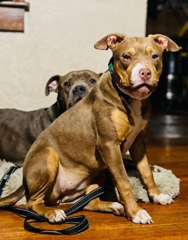 Bug, a Adoptable American Bully in Willits , CA image 1/6