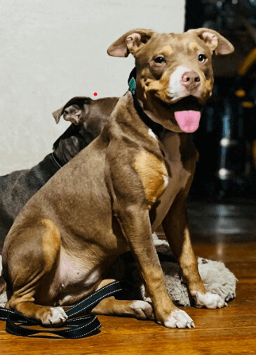 Bug, Adoptable, Puppy Female American Bully.