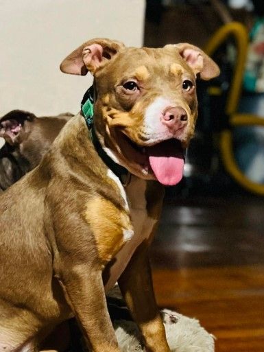 Bug, a Adoptable American Bully in Willits , CA image 3/6