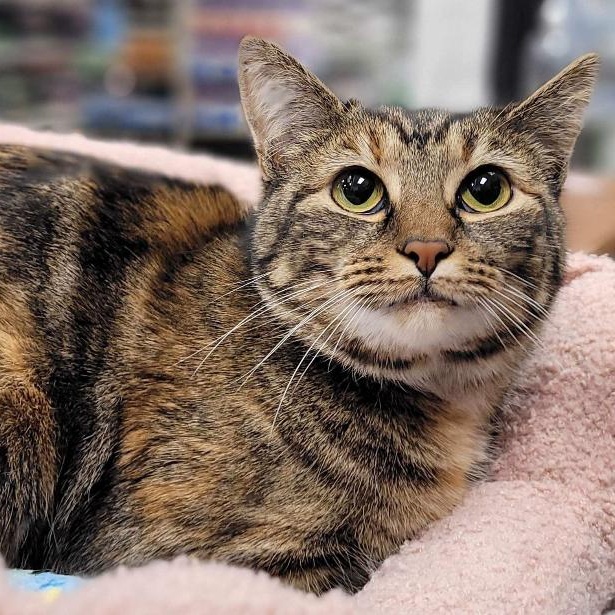 Jenny, Adopted, Young Female Tortoiseshell.