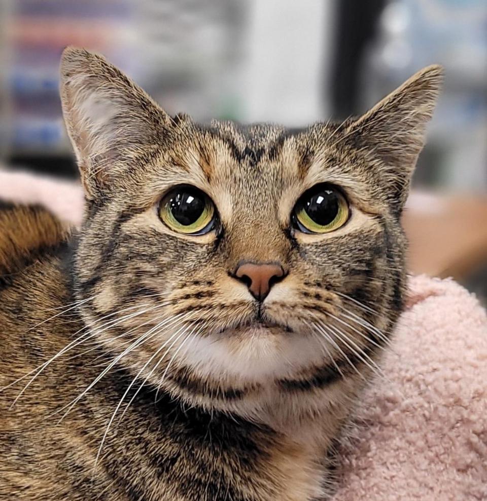 Jenny, a Adopted Tortoiseshell in Philadelphia, PA image 2/3