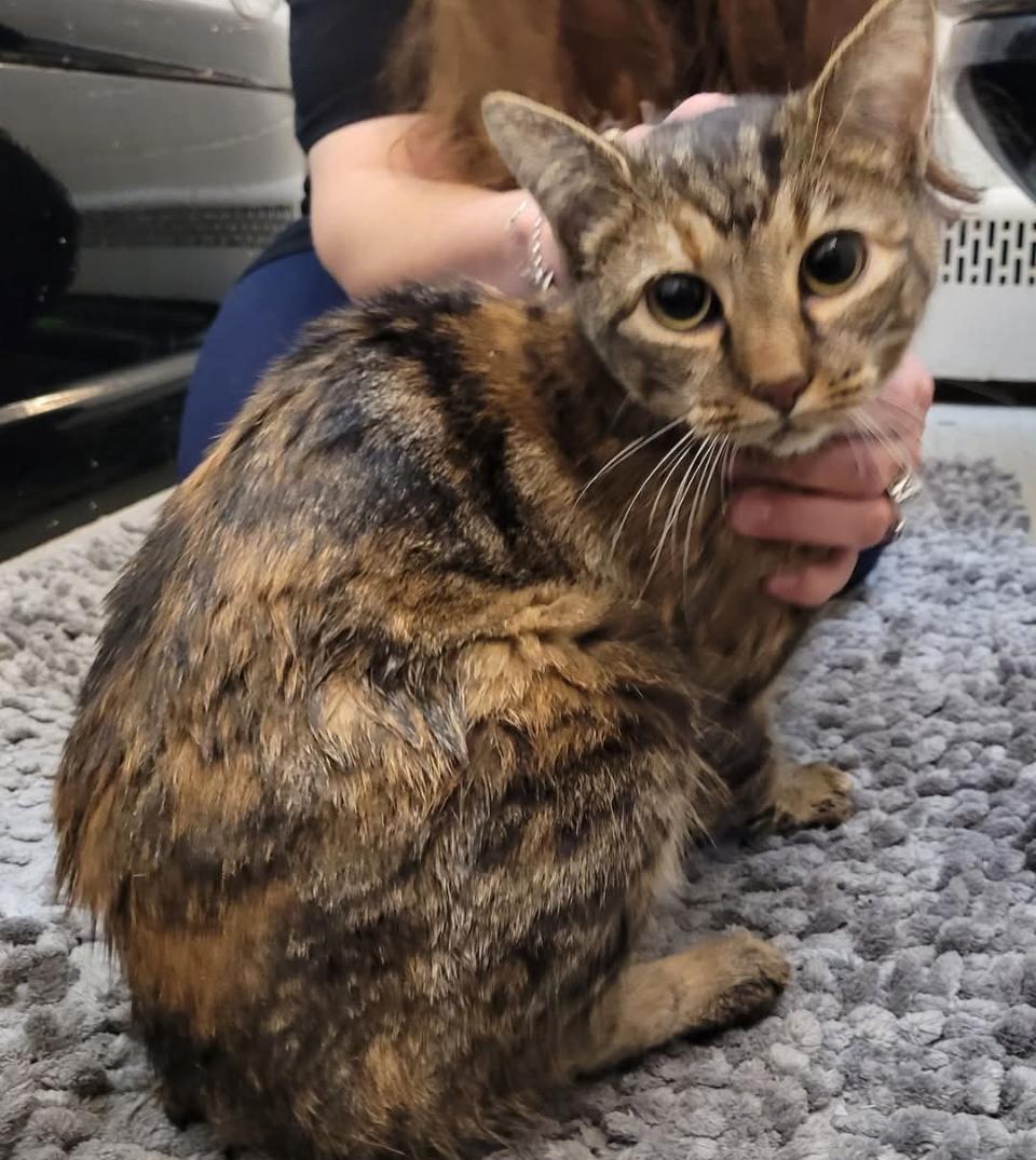 Jenny, a Adopted Tortoiseshell in Philadelphia, PA image 3/3