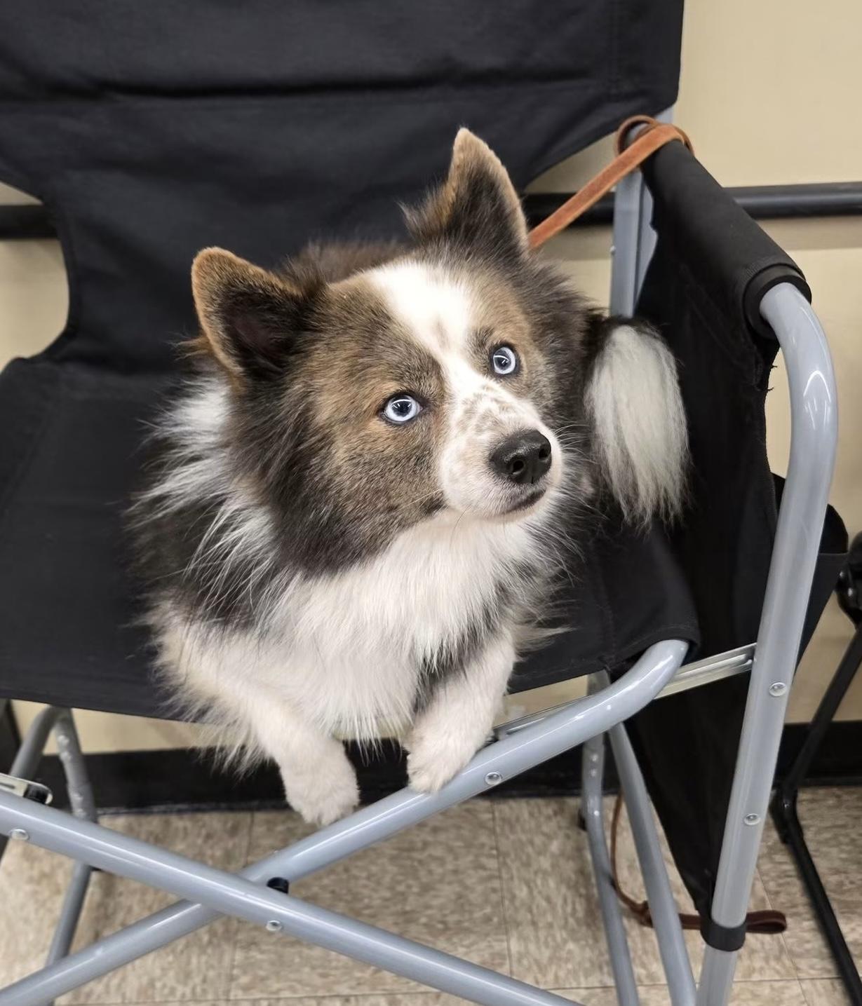 Enlarge Chance, a ADOPTABLE Pomsky in Harrison, MI image 1/2