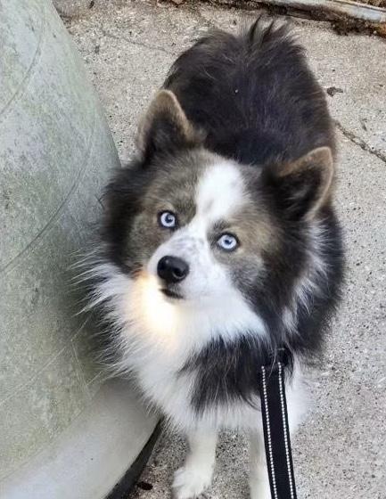 Enlarge Chance, a ADOPTABLE Pomsky in Harrison, MI image 2/2