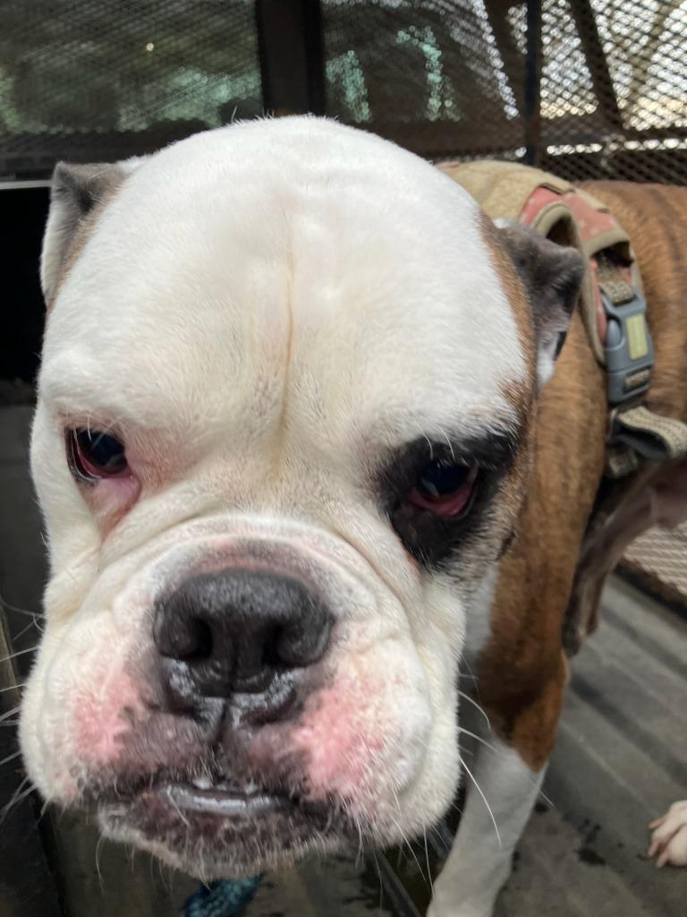 Enlarge Higgins-Adoptable, a Adoptable American Bulldog in Chickamauga , GA image 1/4