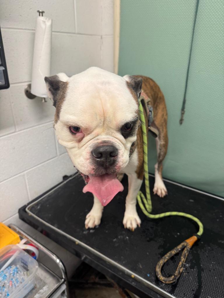 Higgins-Adoptable, Adoptable, Adult Male American Bulldog.