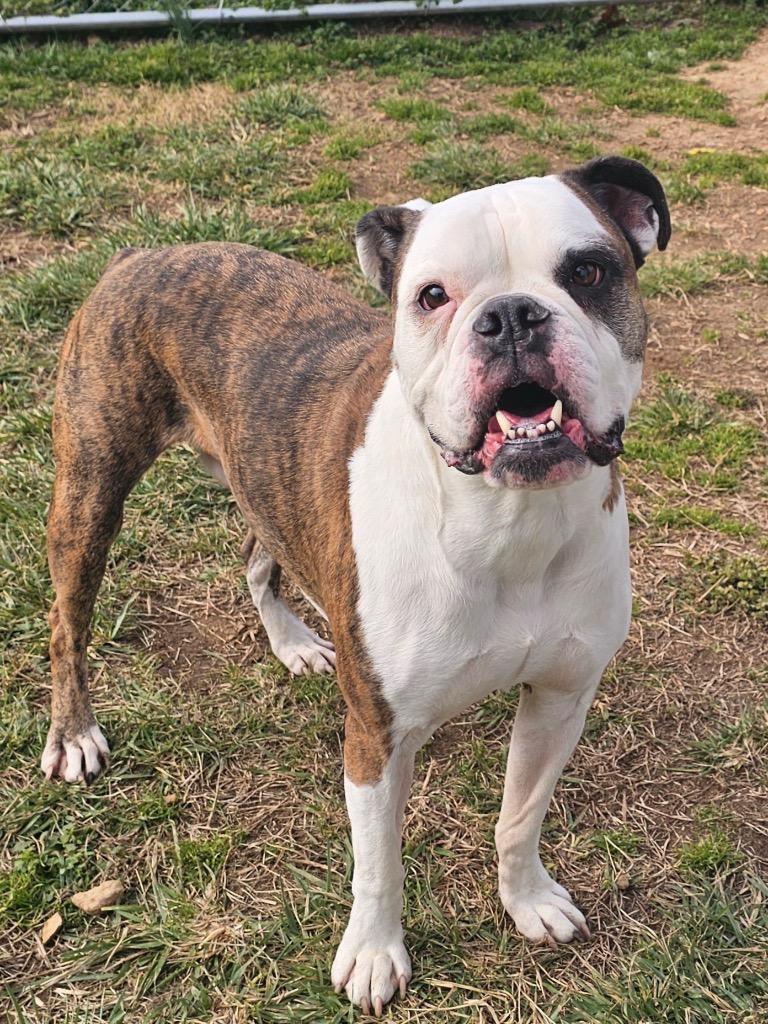 Enlarge Higgins-Adoptable, a Adoptable American Bulldog in Chickamauga , GA image 4/4