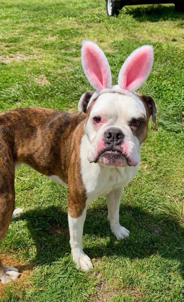 Enlarge Higgins-Adoptable, a Adoptable American Bulldog in Chickamauga , GA image 5/6