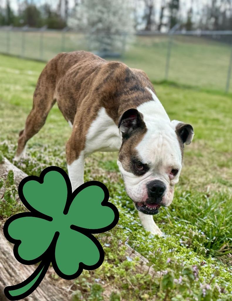 Enlarge Higgins-Adoptable, a Adoptable American Bulldog in Chickamauga , GA image 6/6