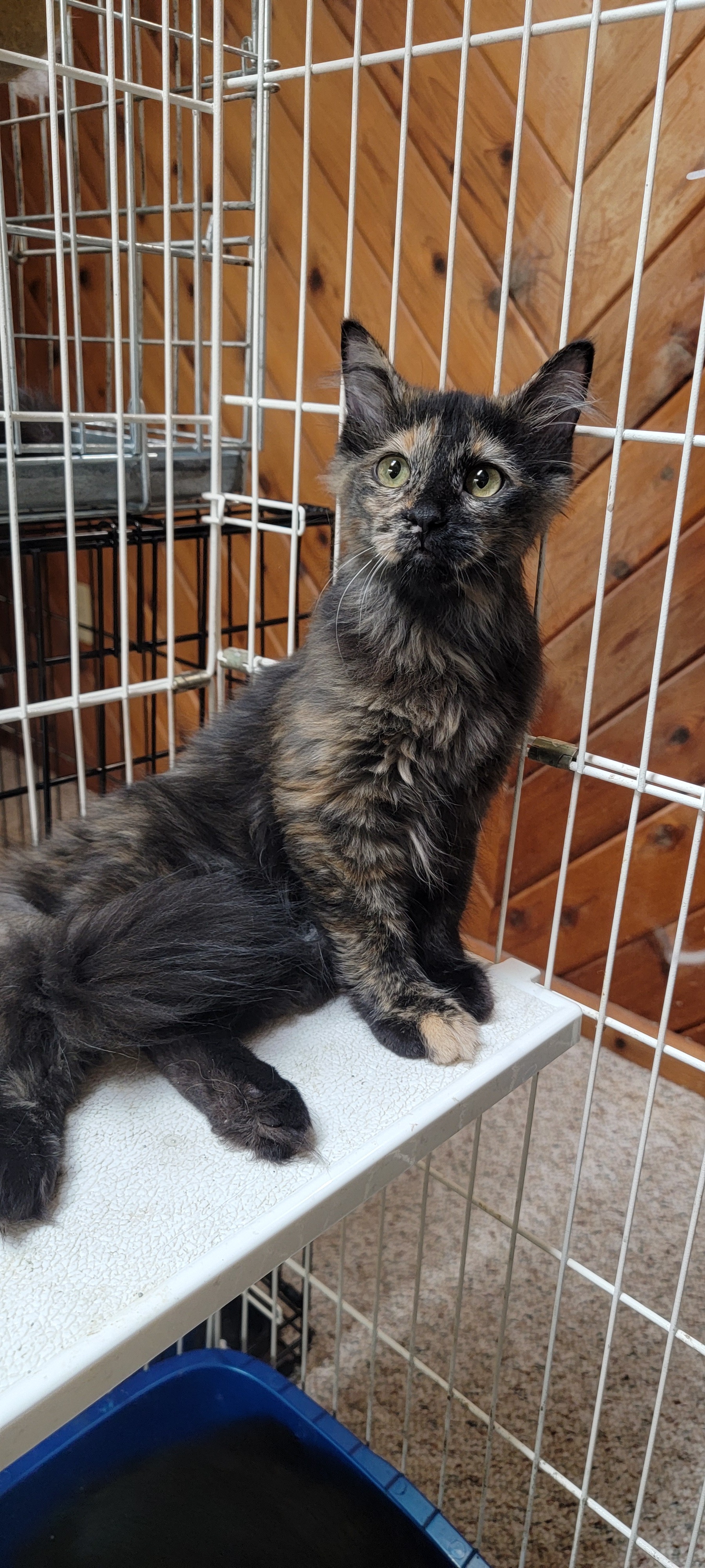 Ella, Adoptable, Adult Female Domestic Long Hair.