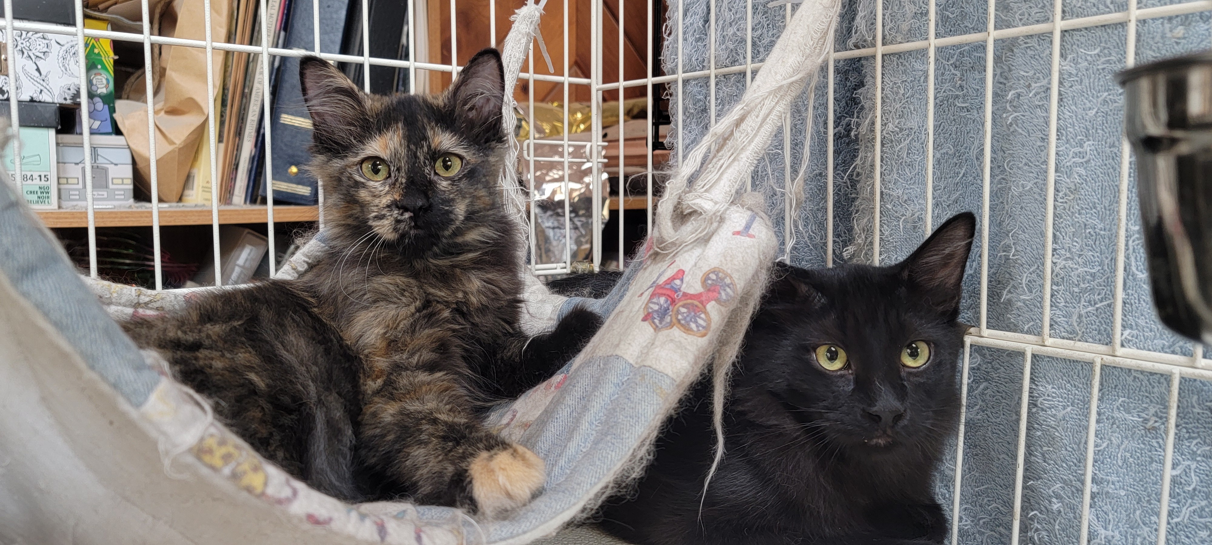 Ella, a Adoptable mixed breed in Anoka, MN image 2/6