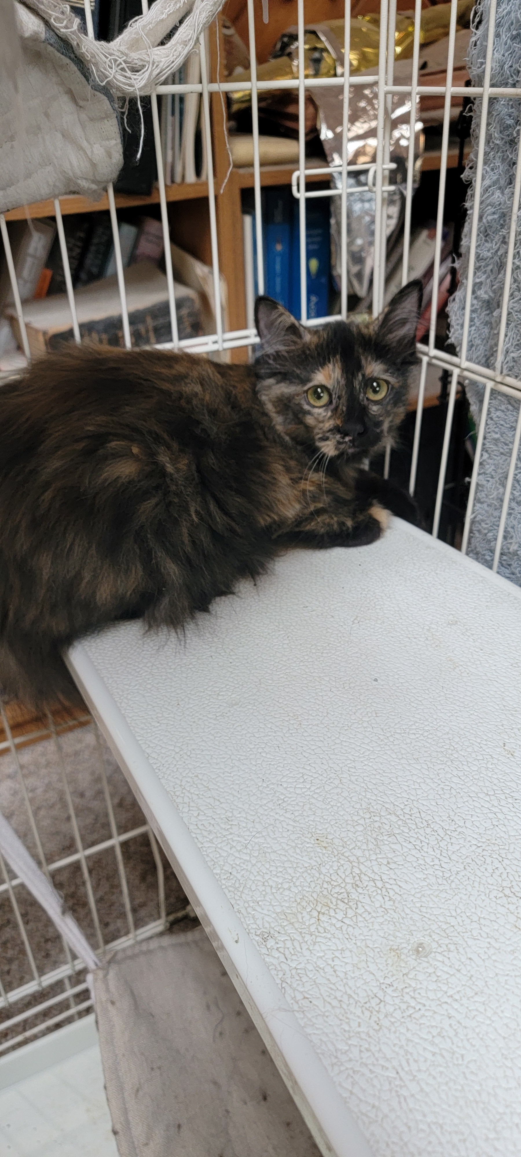 Ella, a Adoptable mixed breed in Anoka, MN image 3/6