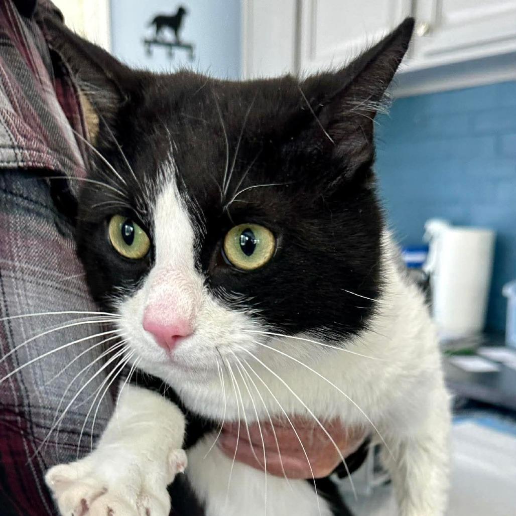 Mister Miller, Adoptable, Adult Male Domestic Short Hair.
