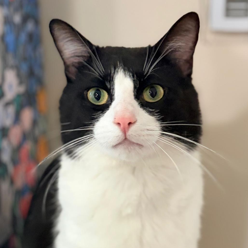 Enlarge Mister Miller, a Adoptable Domestic Short Hair in Aldie, VA image 2/3