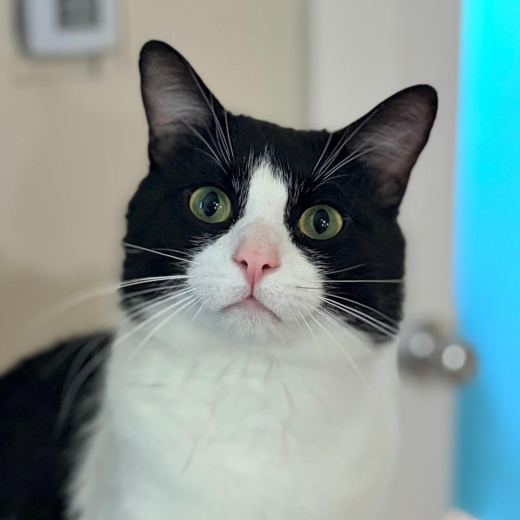 Enlarge Mister Miller, a Adoptable Domestic Short Hair in Aldie, VA image 3/3