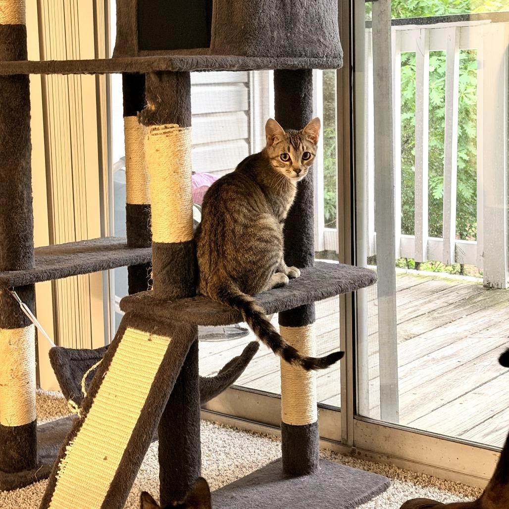 Popcorn, Adoptable, Young Male Domestic Short Hair.