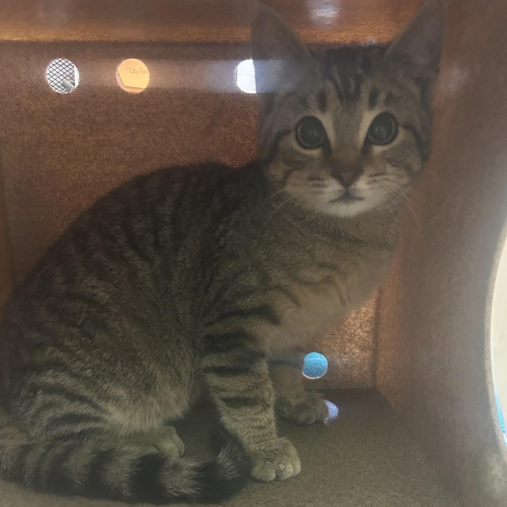 Enlarge Popcorn, a Adoptable Domestic Short Hair in Bessemer, AL image 2/5