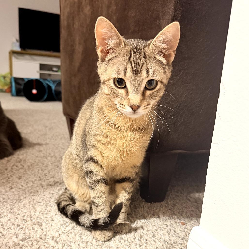 Enlarge Popcorn, a Adoptable Domestic Short Hair in Bessemer, AL image 3/5