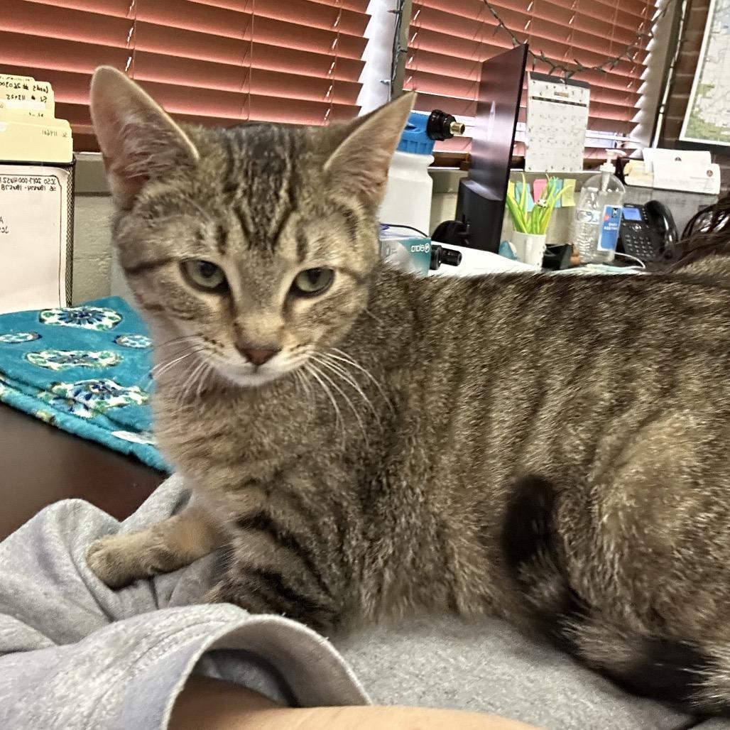 Enlarge Popcorn, a Adoptable Domestic Short Hair in Bessemer, AL image 4/5