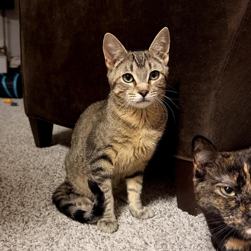 Enlarge Popcorn, a Adoptable Domestic Short Hair in Bessemer, AL image 5/5