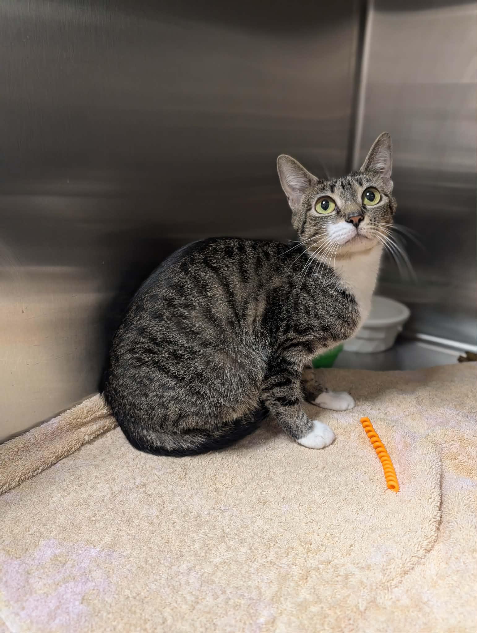 Leto, ADOPTABLE, Adult Female Domestic Short Hair.