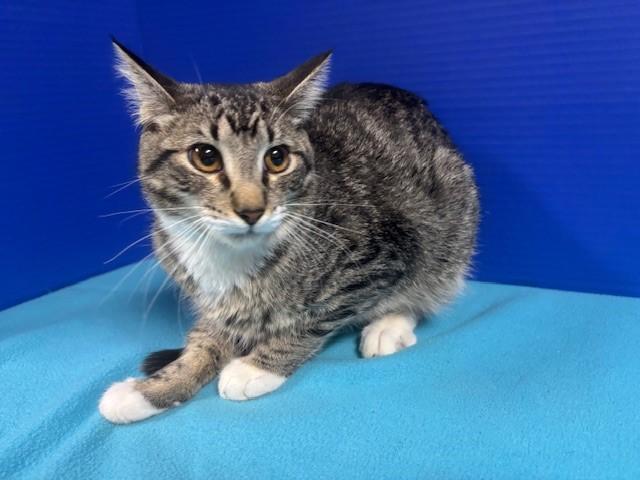 Enlarge Pacific Ocean, a Adoptable Domestic Short Hair in Hawk Point, MO image 1/4