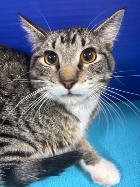 Enlarge Pacific Ocean, a Adoptable Domestic Short Hair in Hawk Point, MO image 2/4