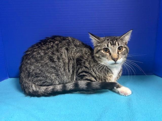 Enlarge Pacific Ocean, a Adoptable Domestic Short Hair in Hawk Point, MO image 4/4