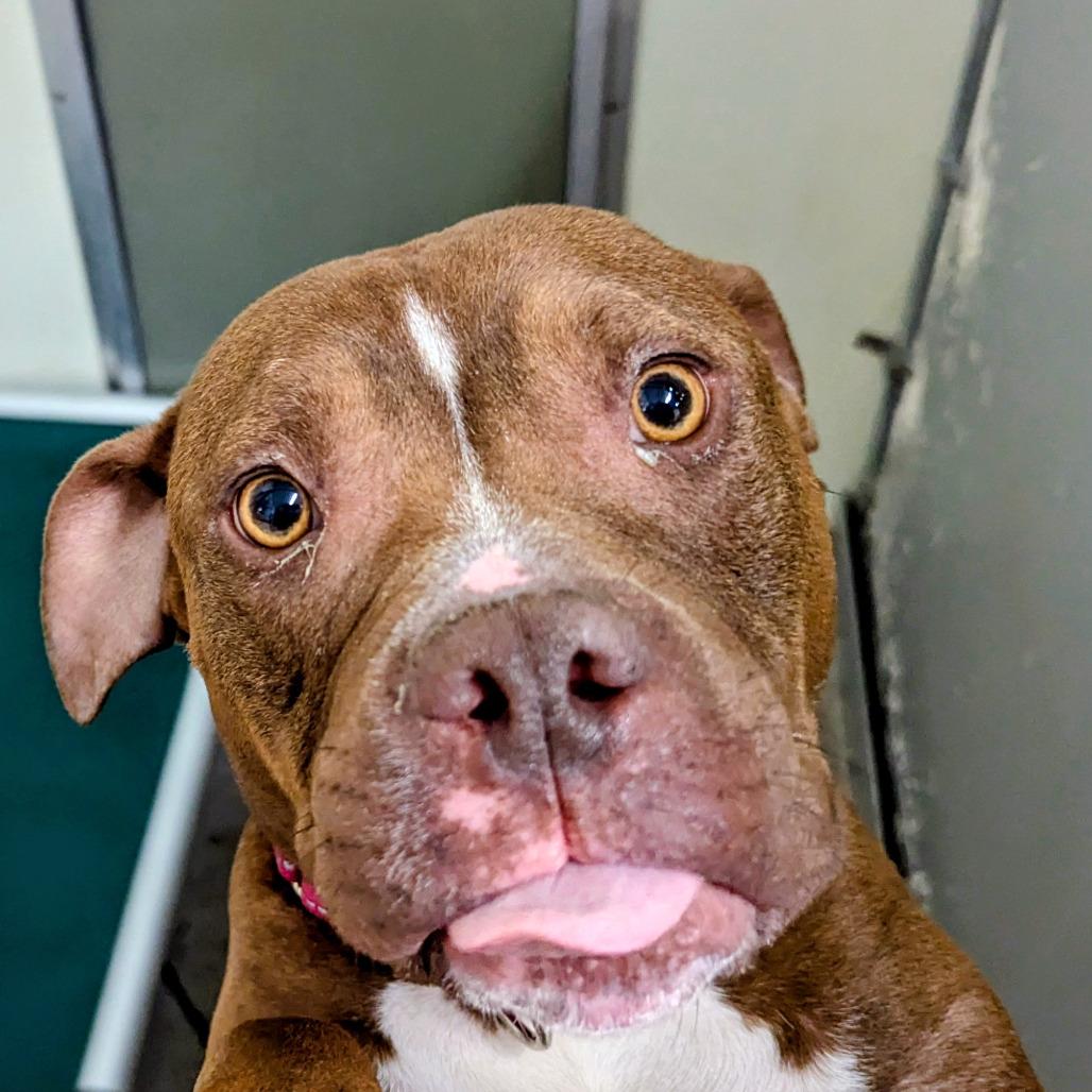 Enlarge Delilah, a Adoptable Mixed Breed in Marysville, OH image 1/3