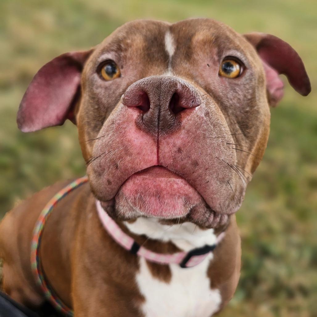 Enlarge Delilah, a Adoptable Mixed Breed in Marysville, OH image 2/3