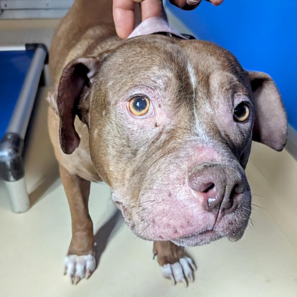 Enlarge Delilah, a Adoptable Mixed Breed in Marysville, OH image 3/3