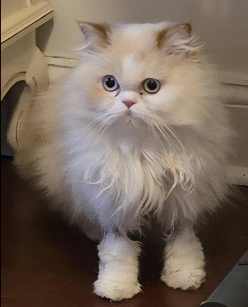 Jeffrey, Adopted, Adult Male Himalayan.