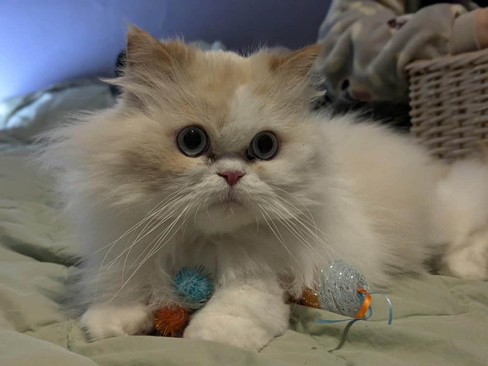 Enlarge Jeffrey, a Adopted mixed breed in Warren, CT image 5/5